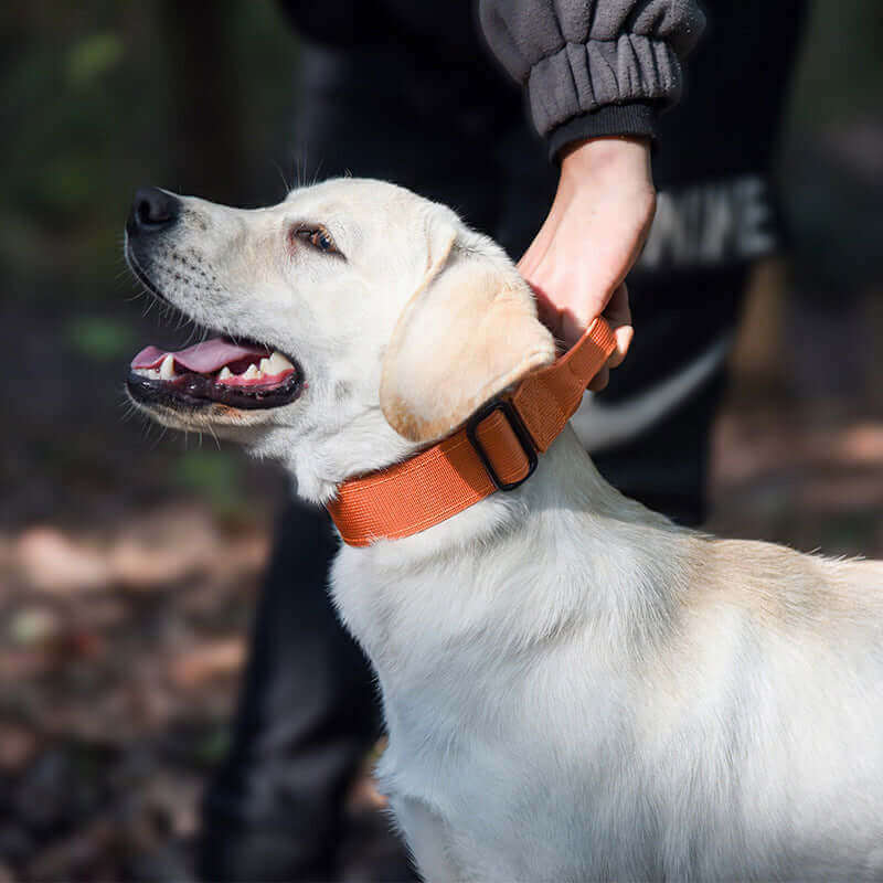 Premium Dog Collar with Handle in action
