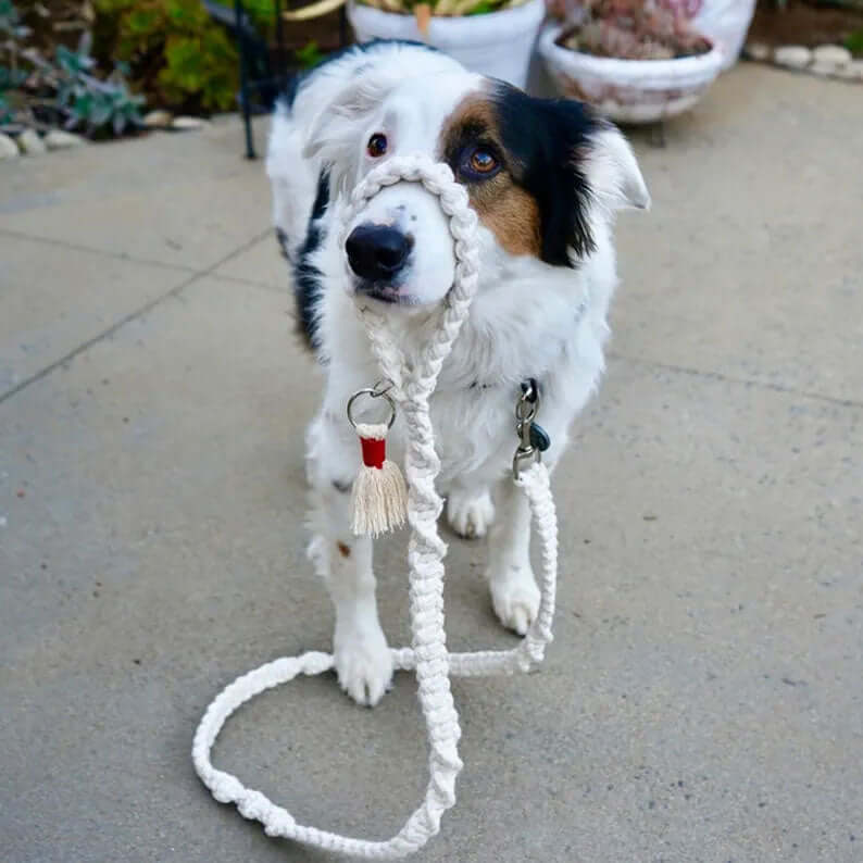 Handmade Macrame Dog Lead 100% Cotton