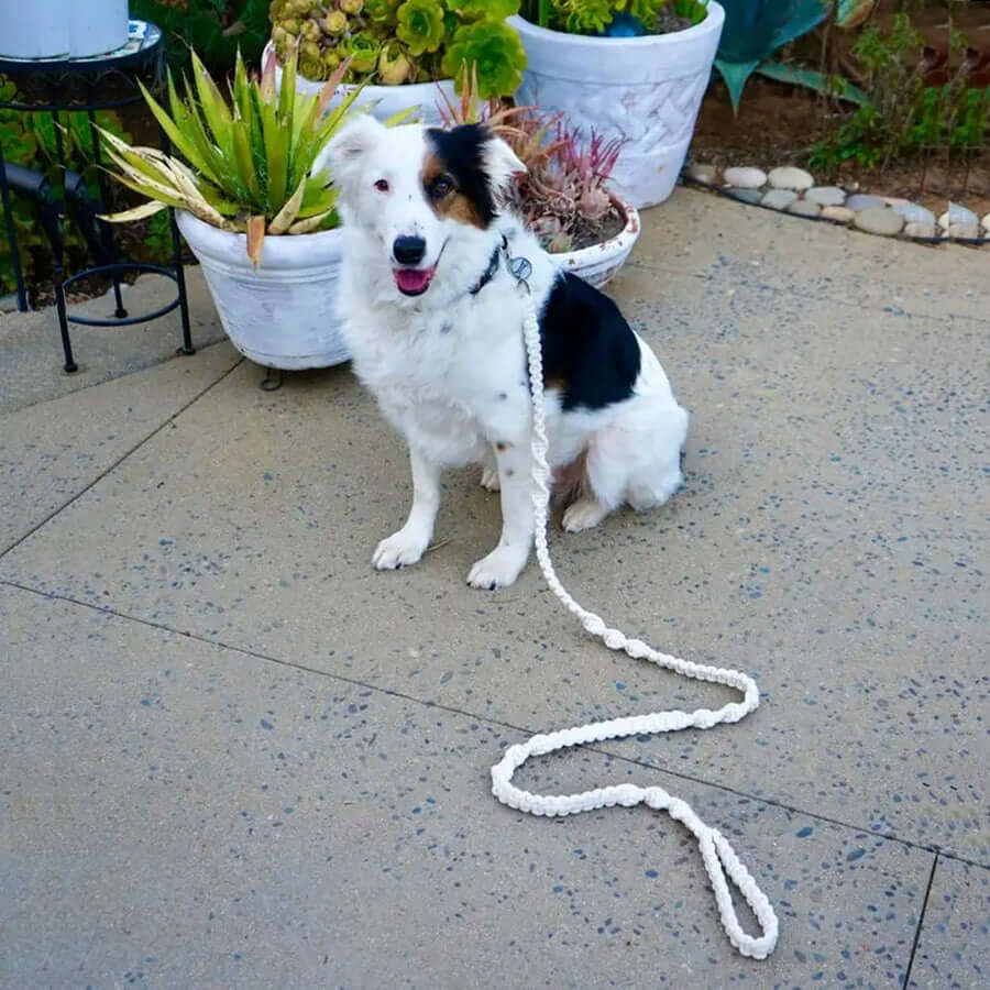 Handmade Macrame Dog Lead 100% Cotton