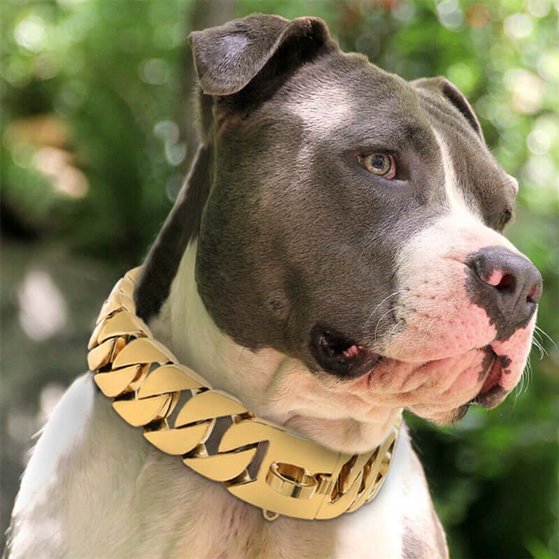 Cuban Dog Collar 32mm Gold