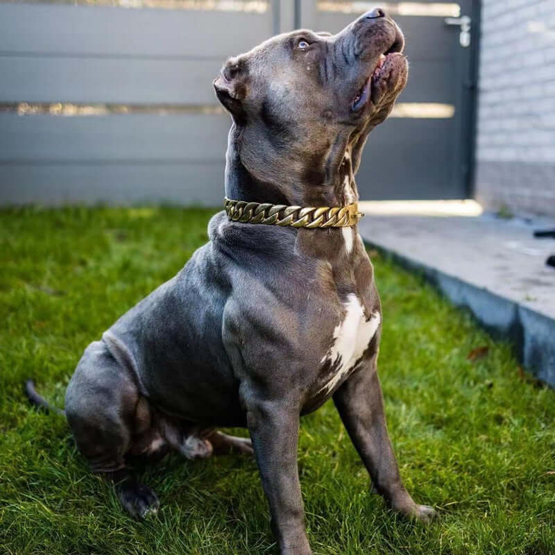 Cuban Dog Collar 32mm Gold