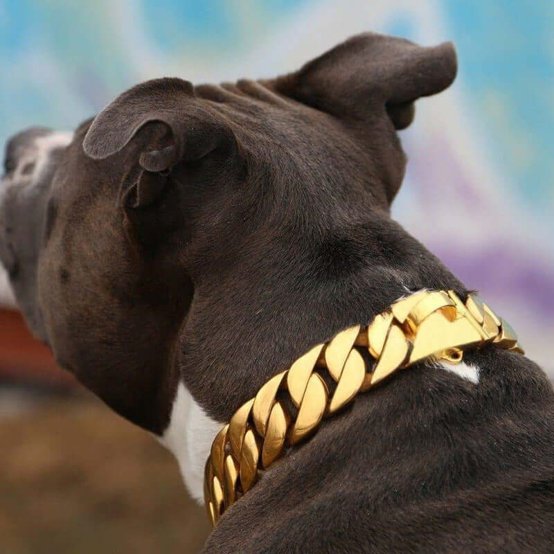 Cuban Dog Collar 32mm Gold